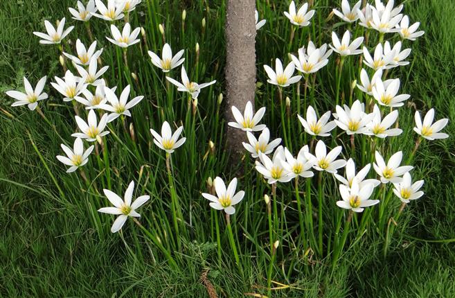 Zephyranthes candida